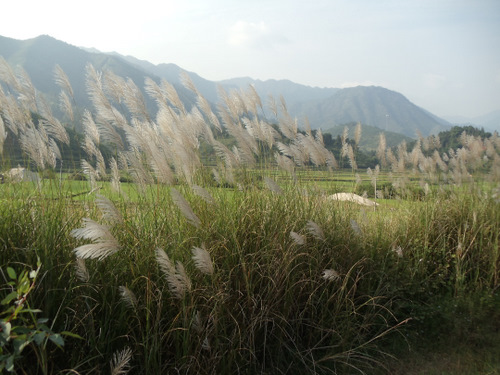 Feathered grass highlighted by a lowering sun.